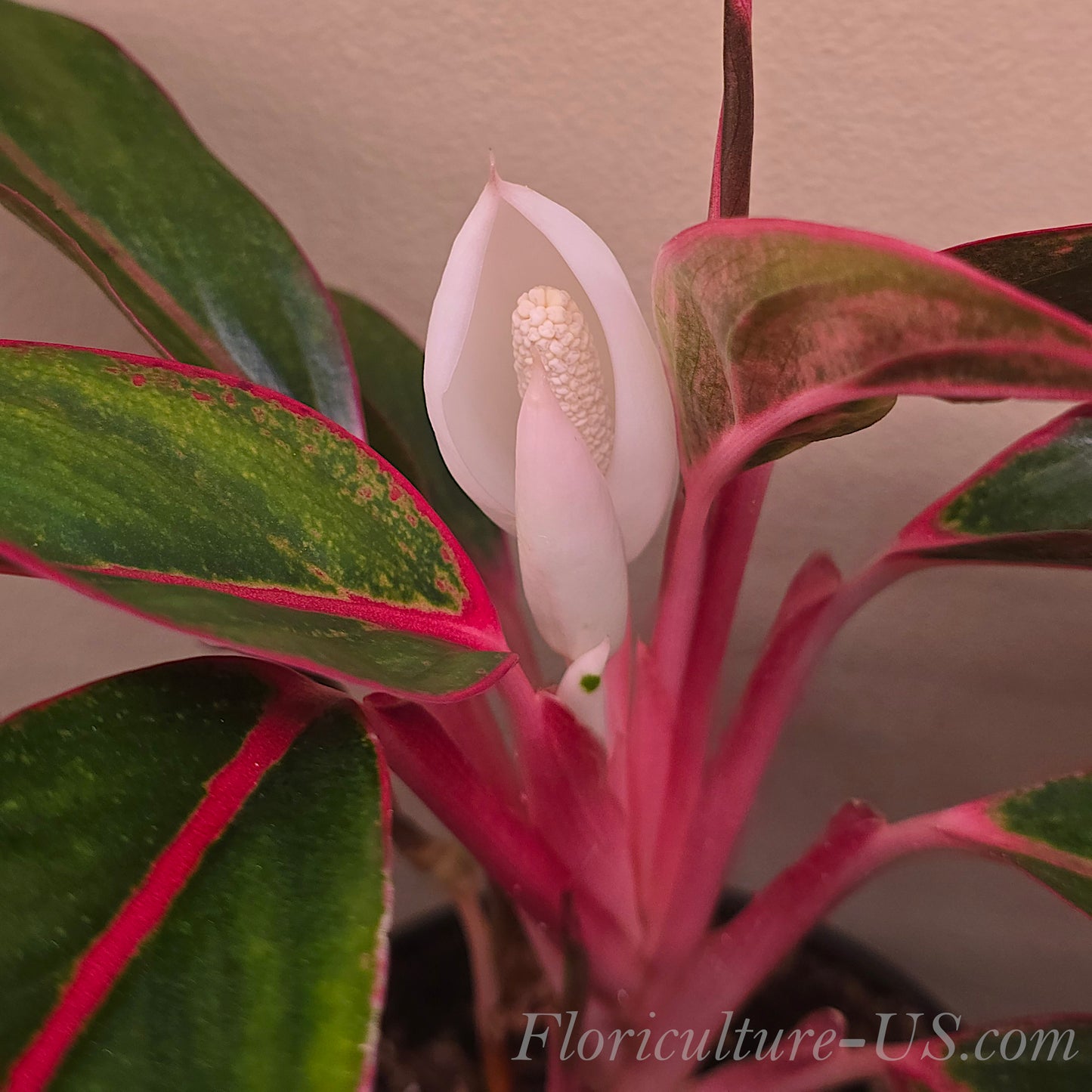 Aglaonema 'Siam Aurora Red', 3.5" pot, Chinese Evergreen, Live Plant
