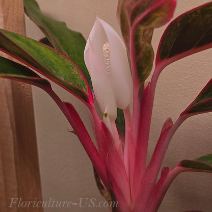 Aglaonema 'Siam Aurora Red', 3.5" pot, Chinese Evergreen, Live Plant