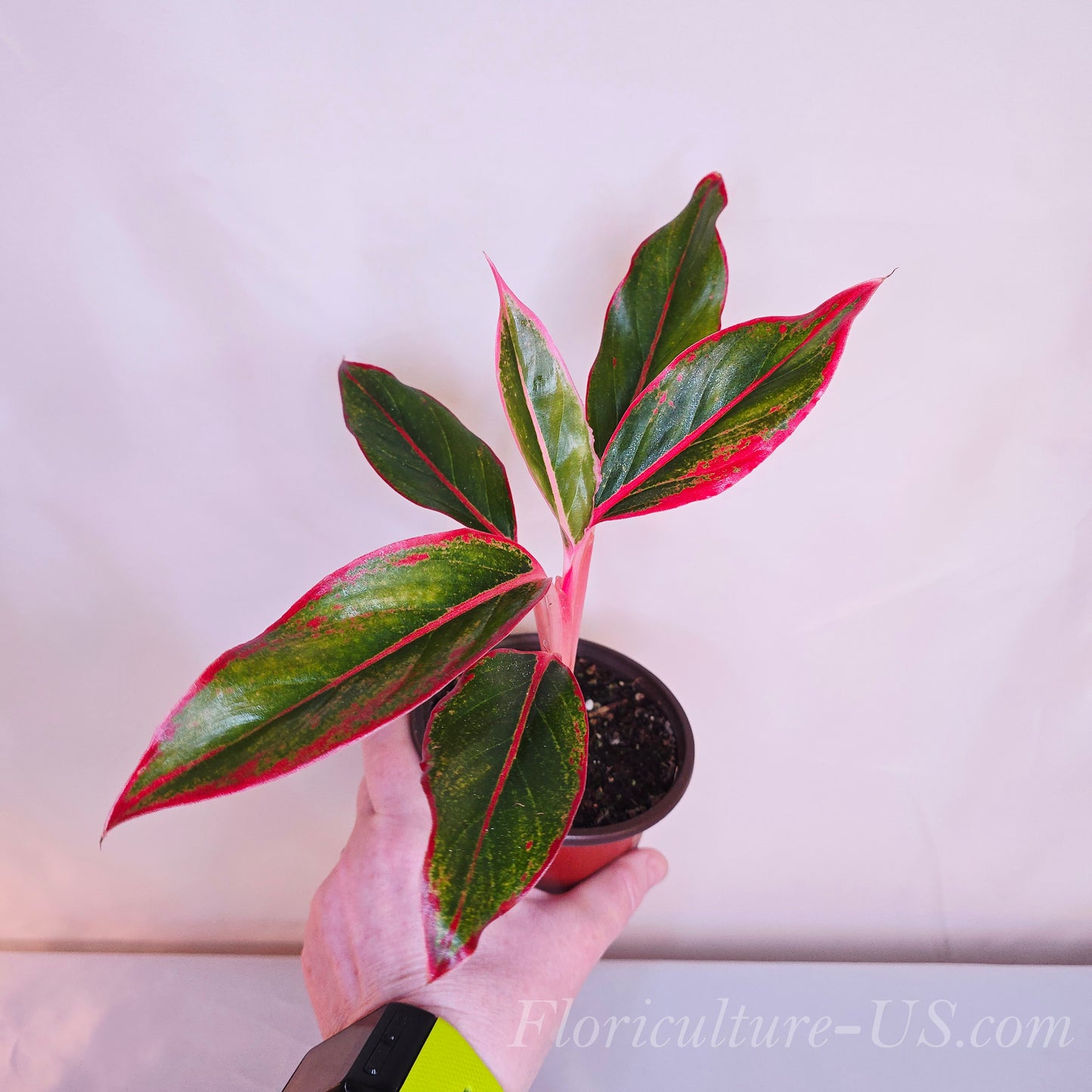 Aglaonema 'Siam Aurora Red', 3.5" pot, Chinese Evergreen, Live Plant