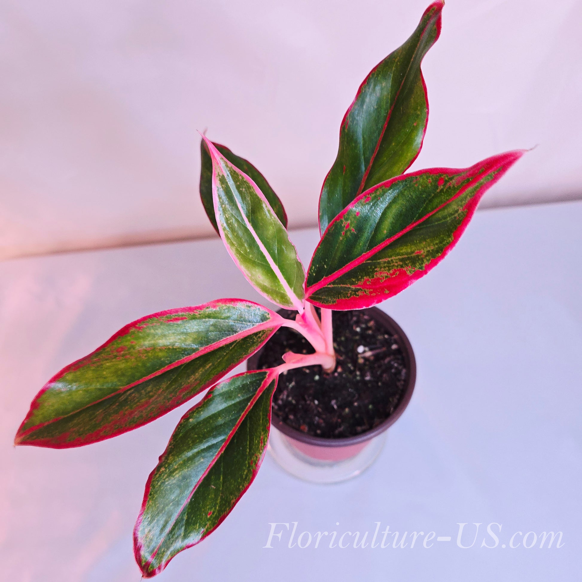 siam pink aglaonema Aglaonema 'Siam Aurora Red', 3.5" pot, Chinese Evergreen, Live Plant – Floriculture US
