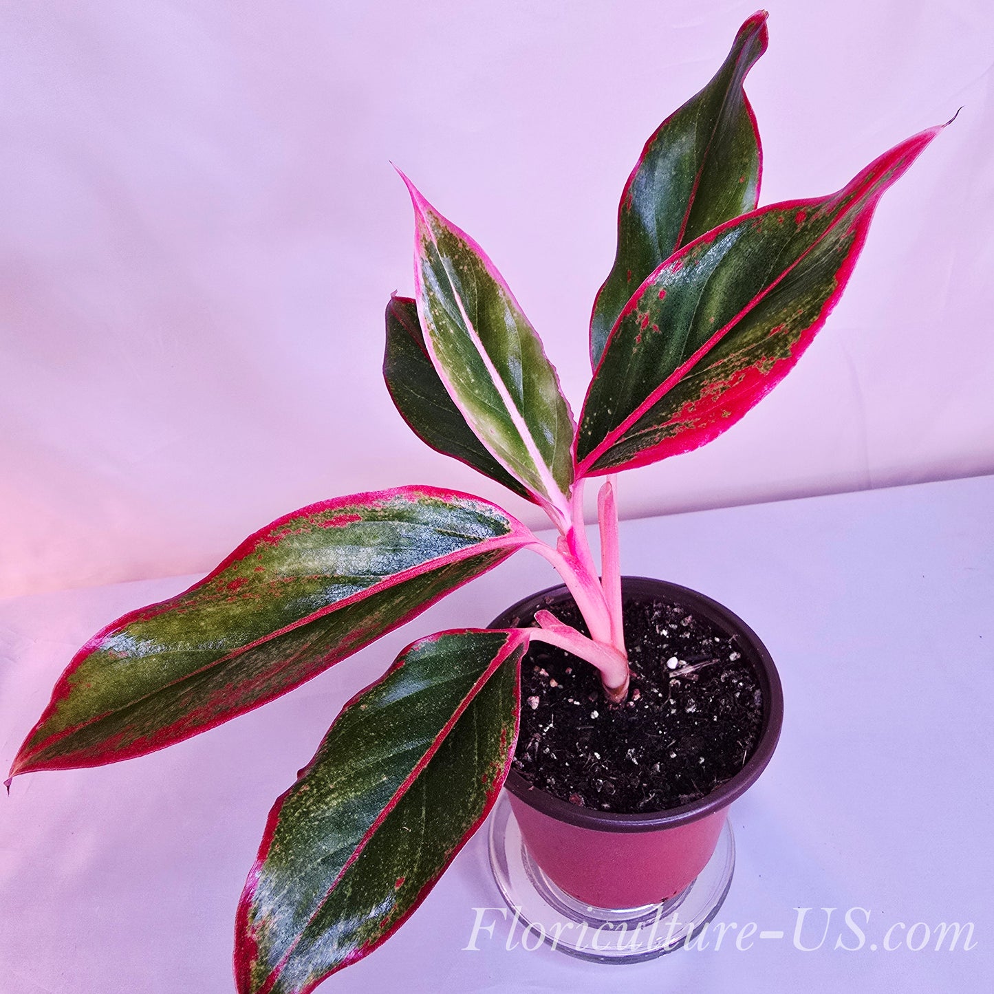 Aglaonema 'Siam Aurora Red', 3.5" pot, Chinese Evergreen, Live Plant