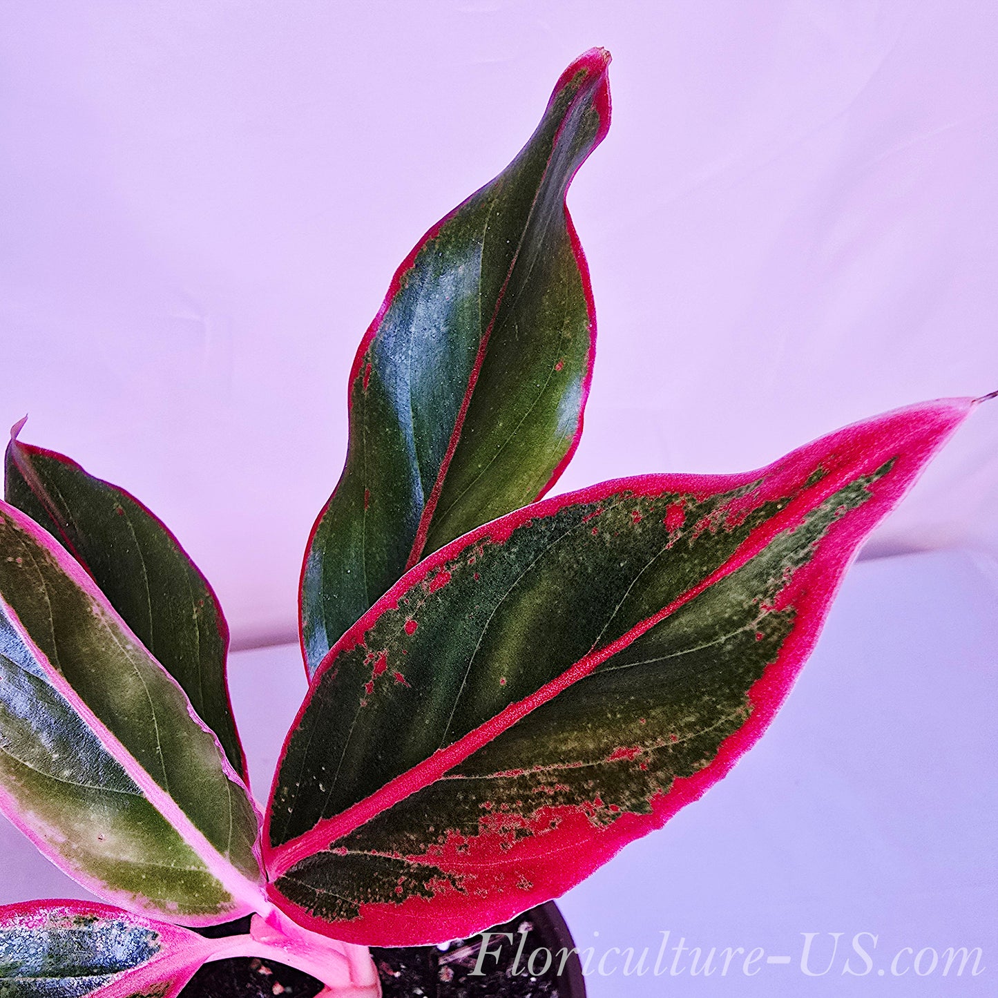 Aglaonema 'Siam Aurora Red', 3.5" pot, Chinese Evergreen, Live Plant