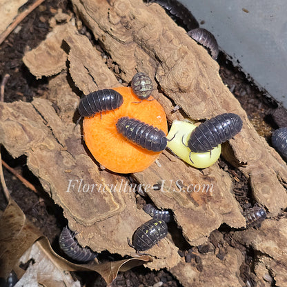 Armadillidium Vulgare, Pill Bugs, Roly Poly Isopods. Bioactive Clean-Up Crew for sale
