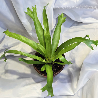 Asplenium Antiquum 'Crissie', Forked Bird's Nest Fern for sale