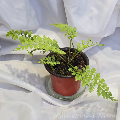 Asplenium Bulbiferum, Mother Fern, Hen, Chickens Fern for sale