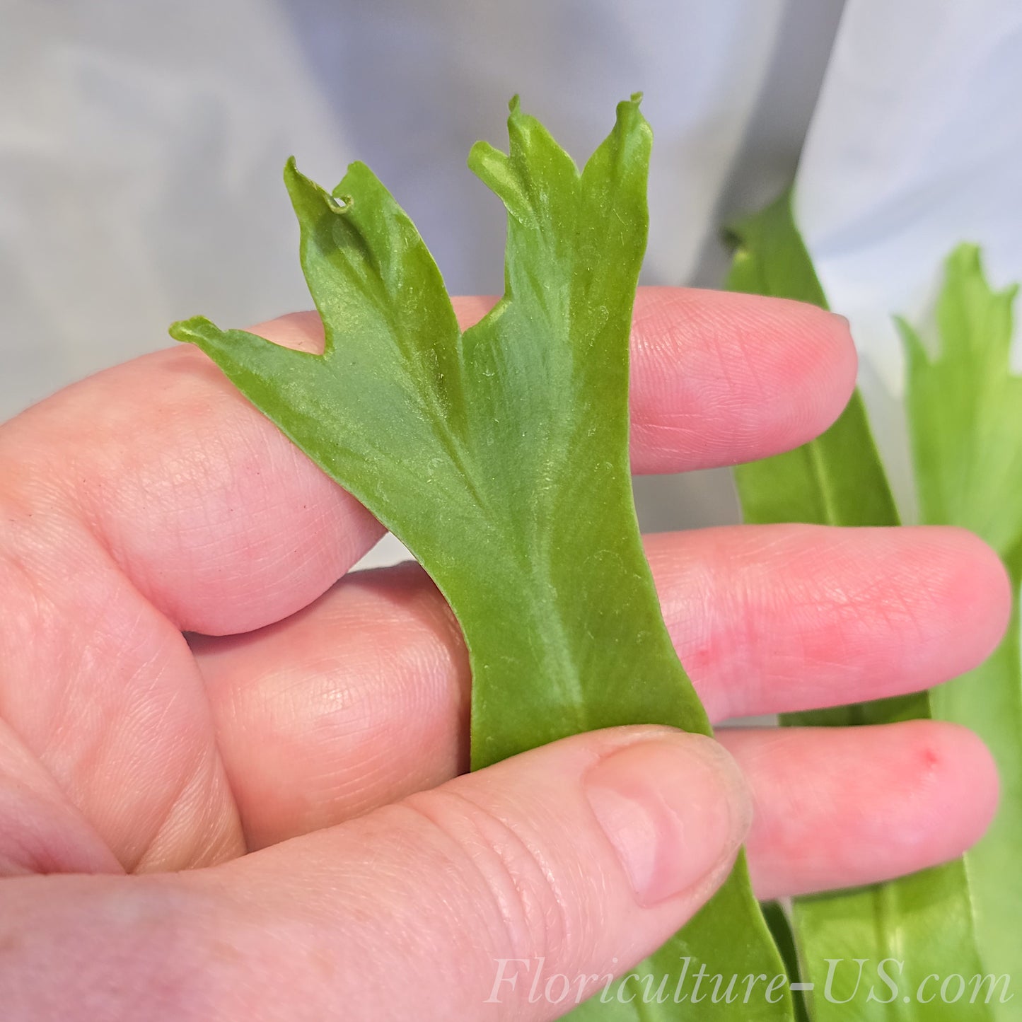 Asplenium Antiquum 'Crissie', Forked Bird's Nest Fern leaf