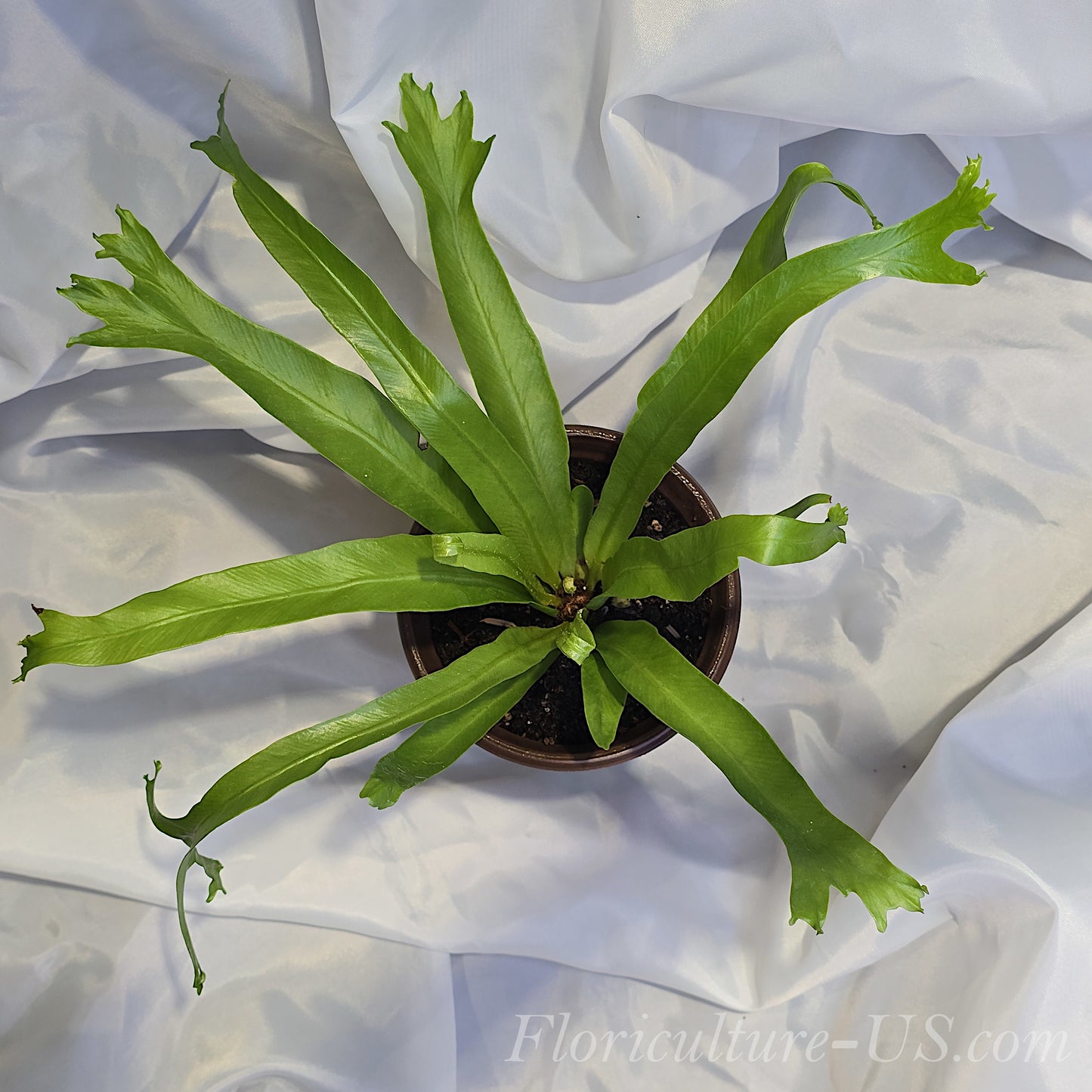 Asplenium Antiquum 'Crissie', Forked Bird's Nest Fern