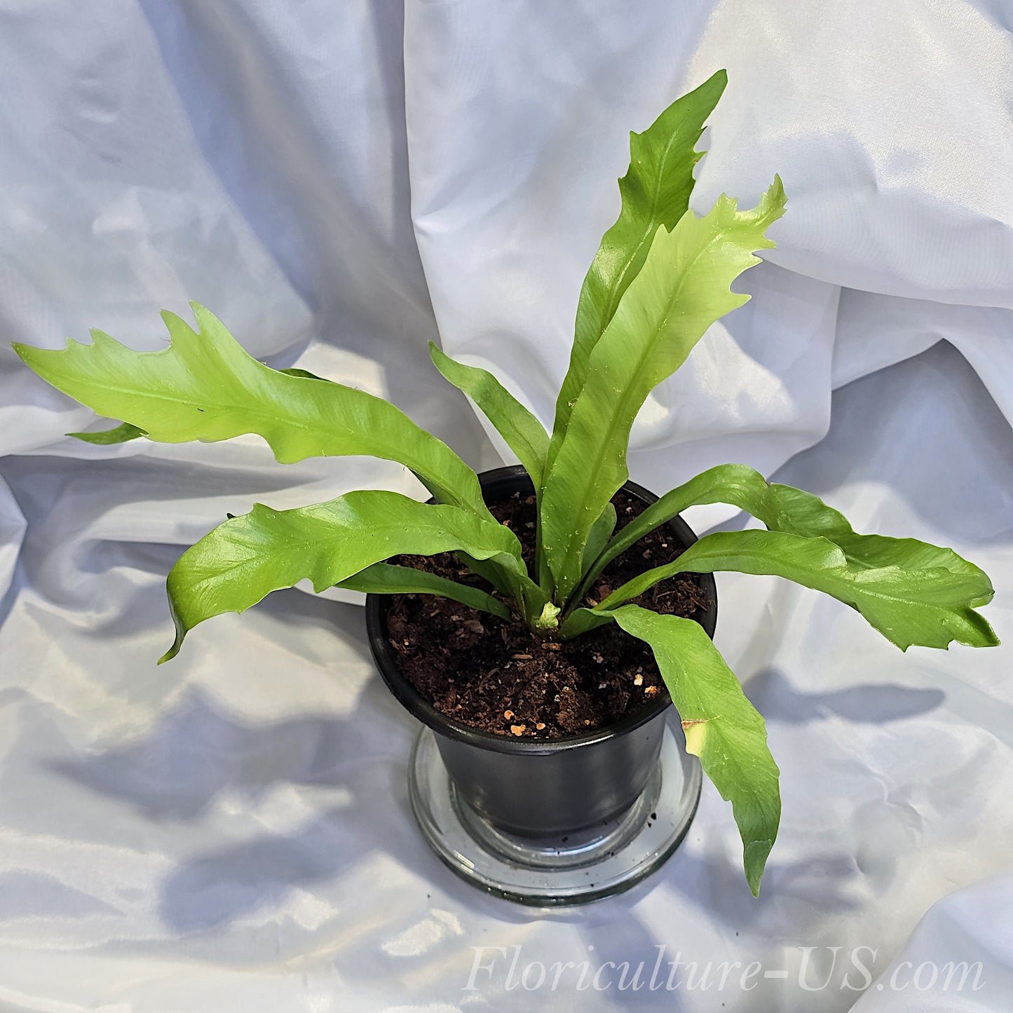 Asplenium Antiquum 'Gioia', Japanese Bird's Nest Fern