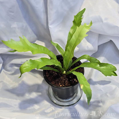 Asplenium Antiquum 'Gioia', Japanese Bird's Nest Fern