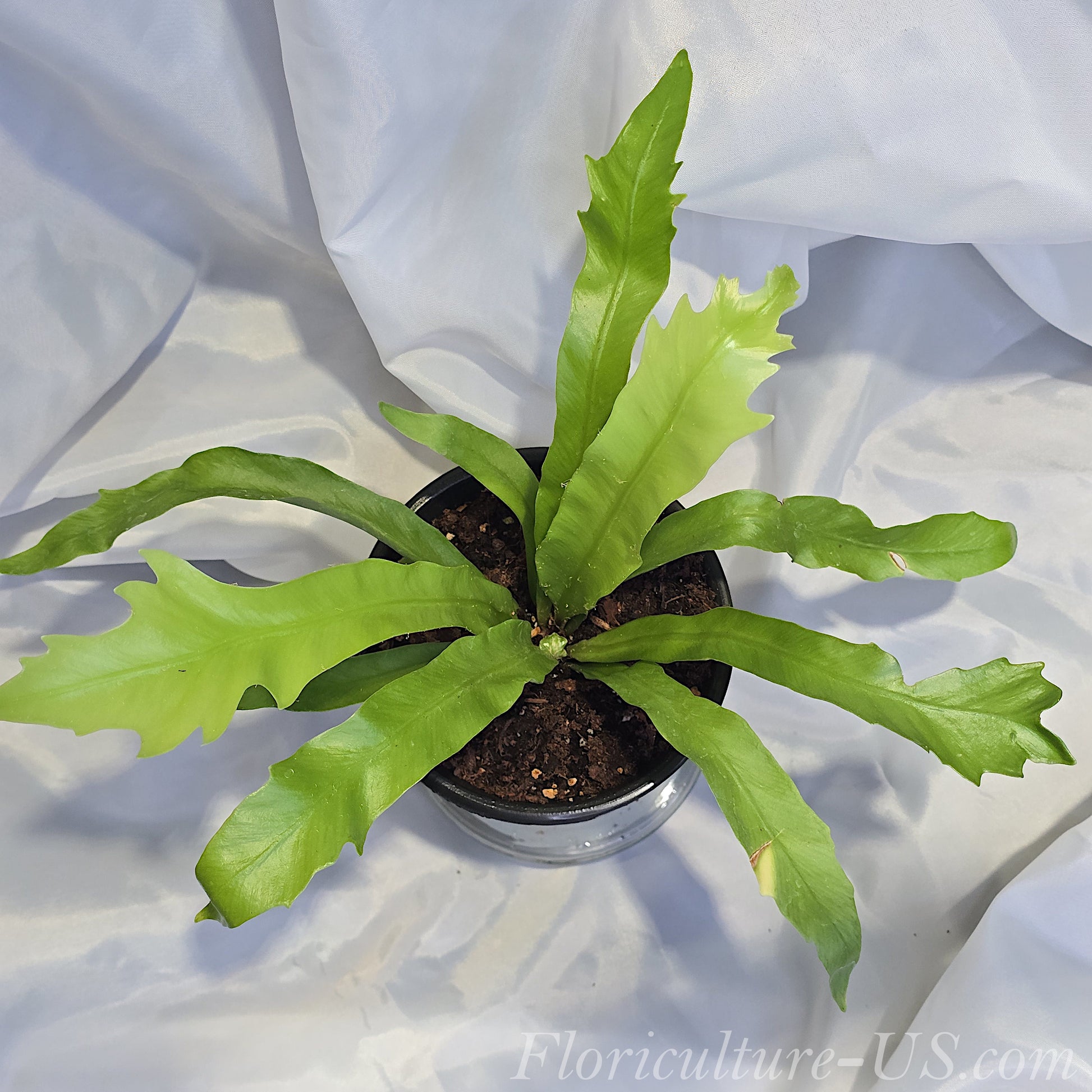 Asplenium Antiquum 'Gioia', Japanese Bird's Nest Fern. Live pant for sale
