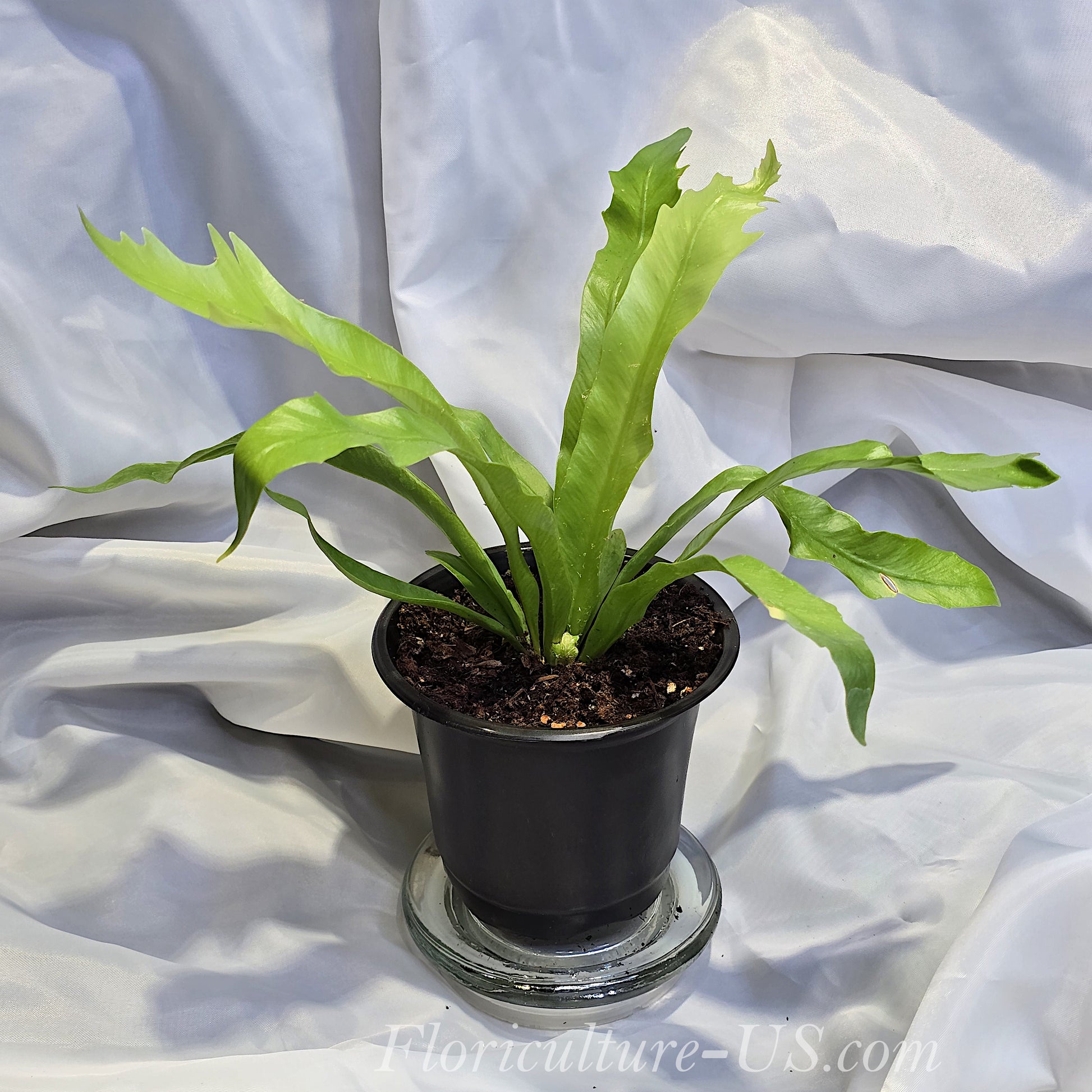 Asplenium Antiquum 'Gioia', Japanese Bird's Nest Fern for sale