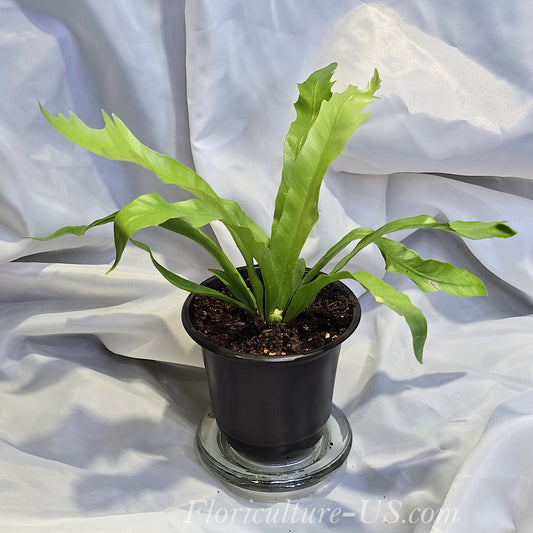 Asplenium Antiquum 'Gioia', Japanese Bird's Nest Fern for sale