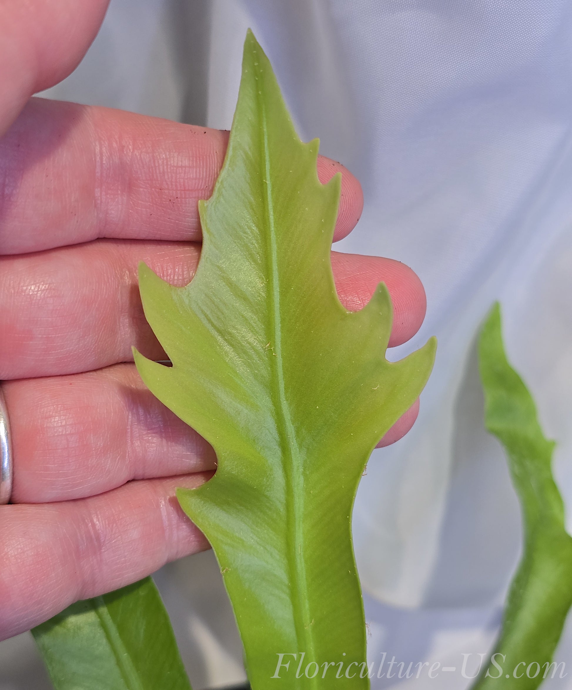 Asplenium Antiquum 'Gioia', Japanese Bird's Nest Fer. The leaf