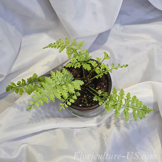 Asplenium Bulbiferum, Mother Fern, Hen, Chickens Fern