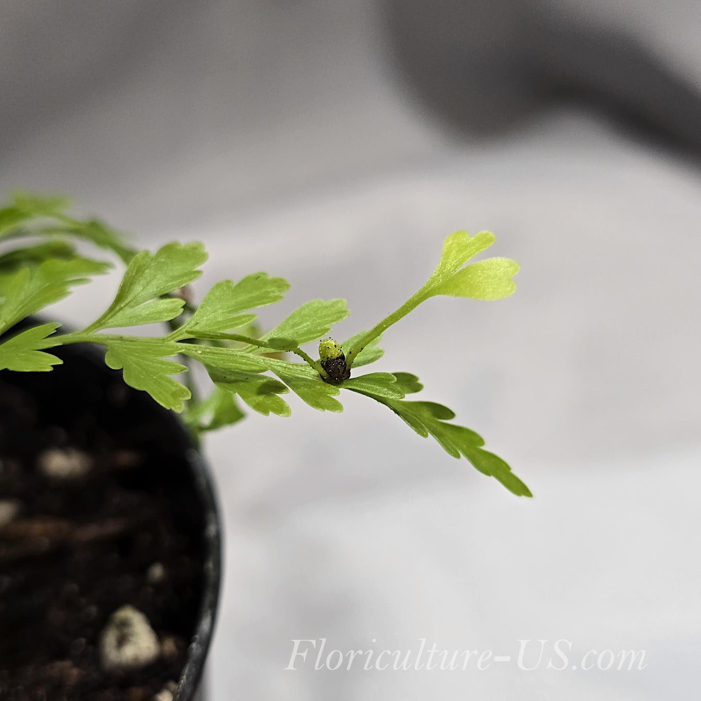 Asplenium Bulbiferum, Mother Fern, Hen, Chickens Fern
