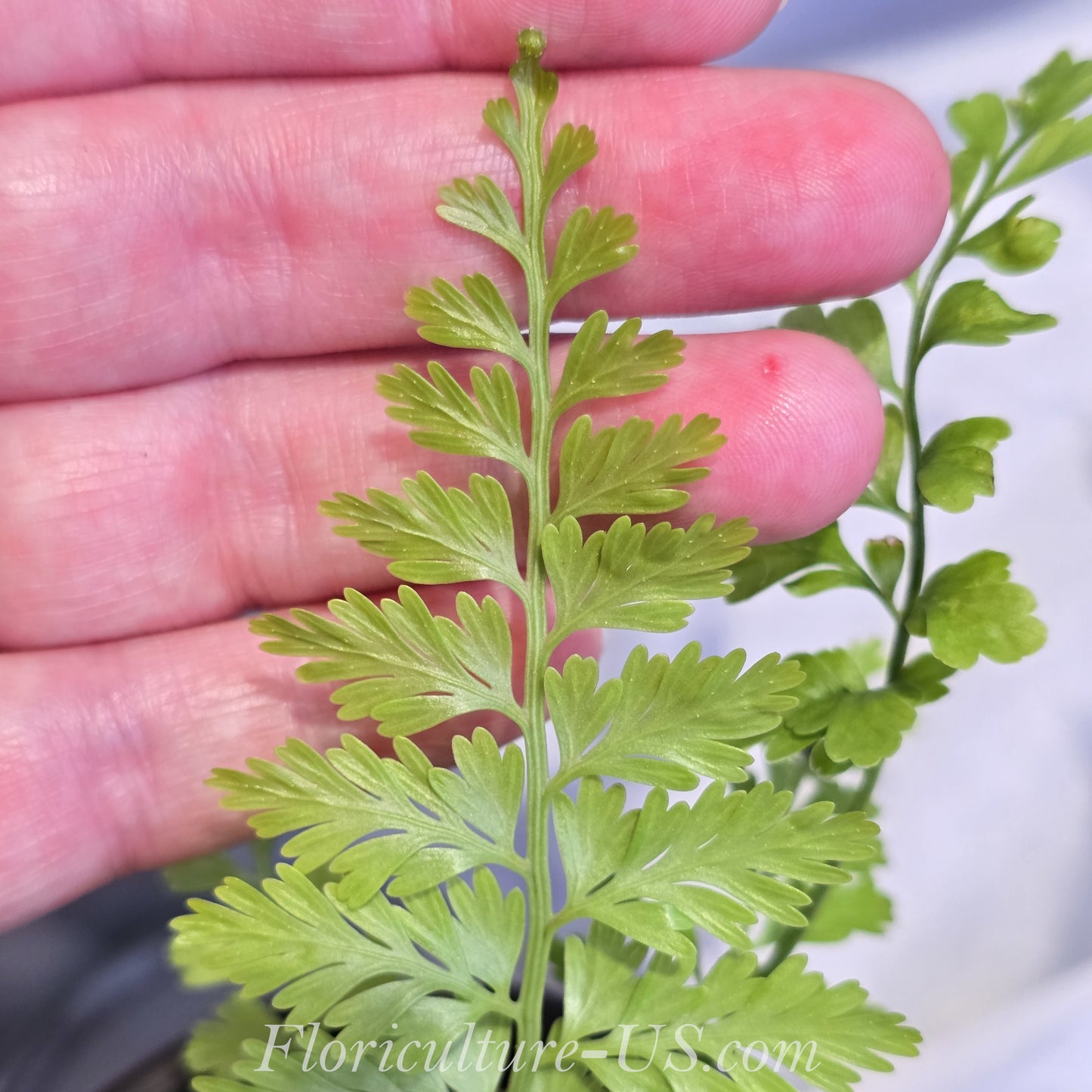 Asplenium Bulbiferum, Mother Fern, Hen, Chickens Fern. Leaf