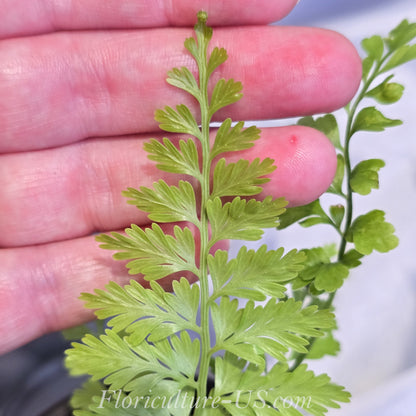 Asplenium Bulbiferum, Mother Fern, Hen, Chickens Fern. Leaf