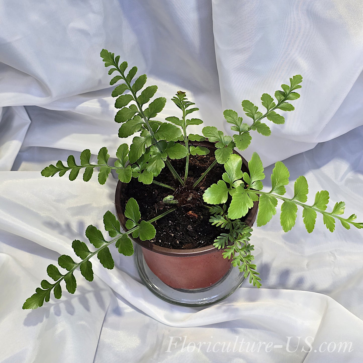 Asplenium Dimorphum x Difforme
