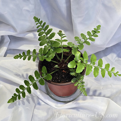 Asplenium Dimorphum x Difforme