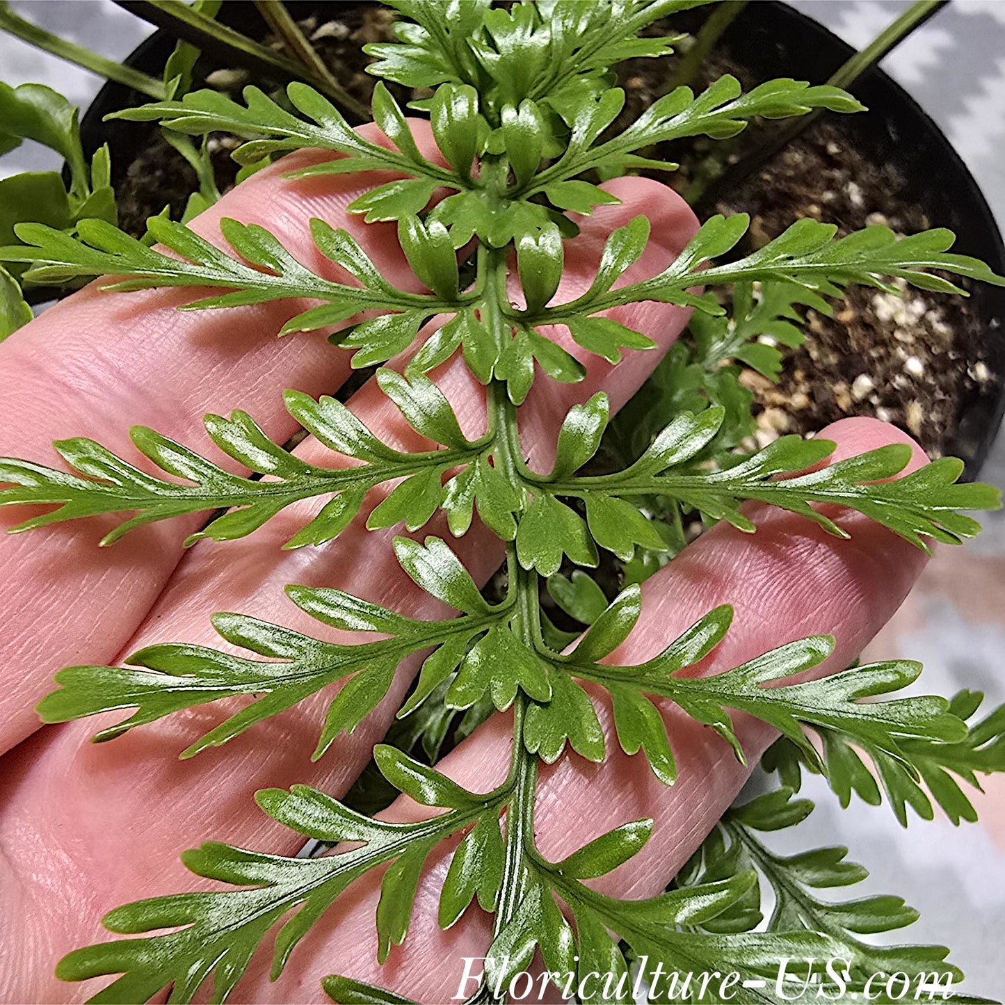 Asplenium Dimorphum x Difforme