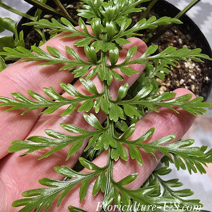 Asplenium Dimorphum x Difforme