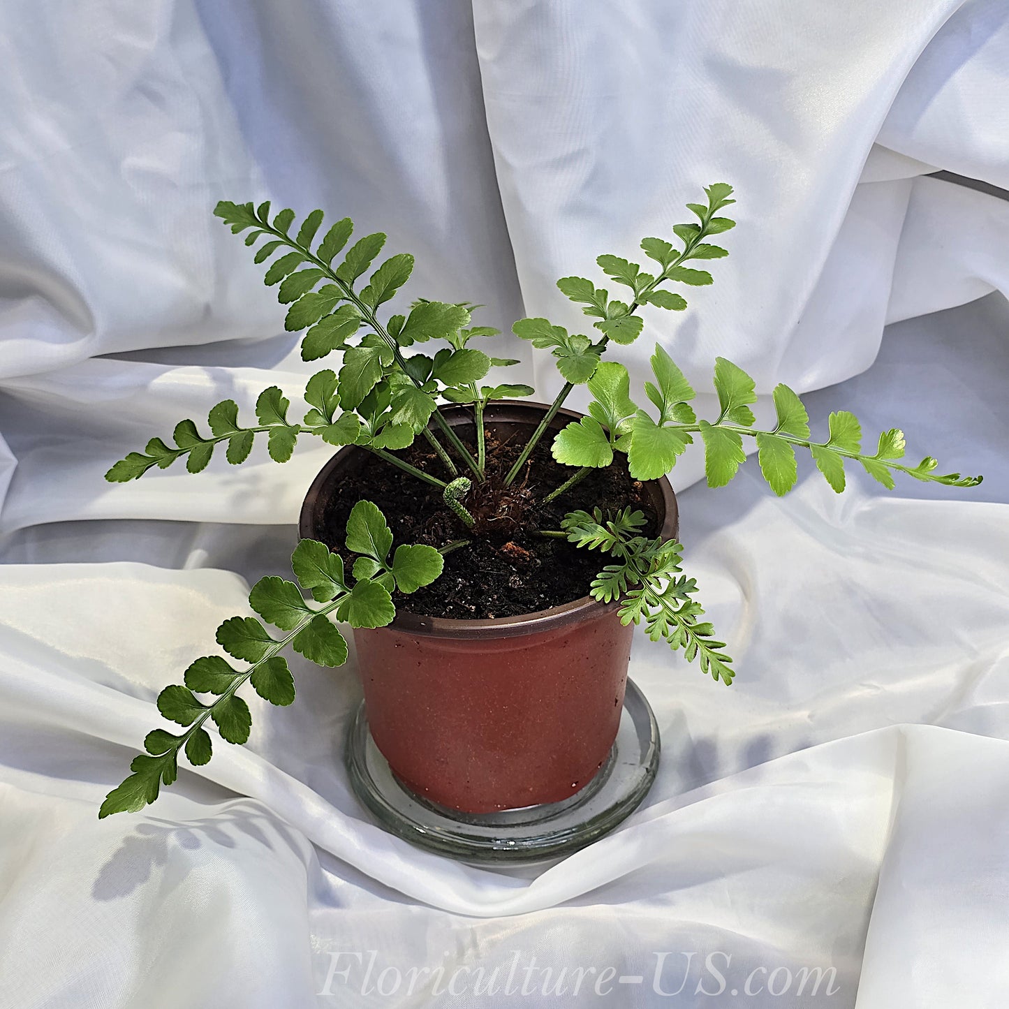 Asplenium Dimorphum x Difforme