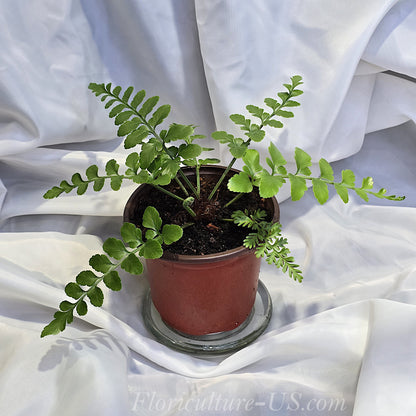 Asplenium Dimorphum x Difforme
