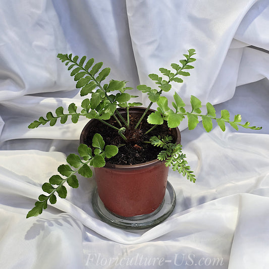 Asplenium Dimorphum x Difforme