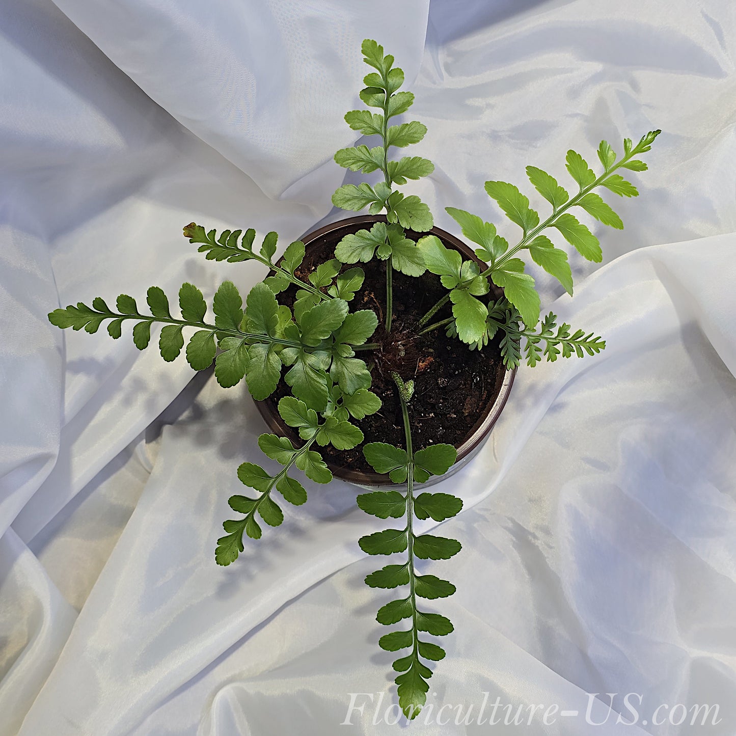 Asplenium Dimorphum x Difforme