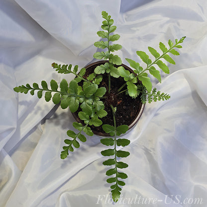 Asplenium Dimorphum x Difforme