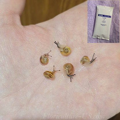Three Various Baby Grove Snails Cepaea Nemoralis with Ice Pack for sale