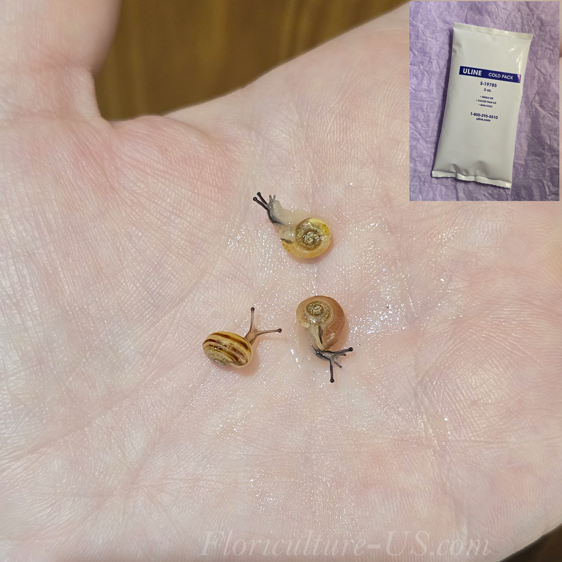 Three Various Baby Grove Snails Cepaea Nemoralis with Ice Pack for sale