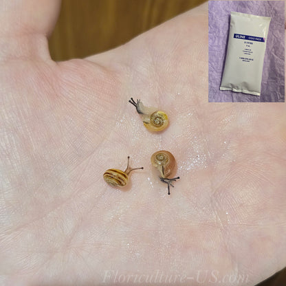 Three Various Baby Grove Snails Cepaea Nemoralis with Ice Pack for sale