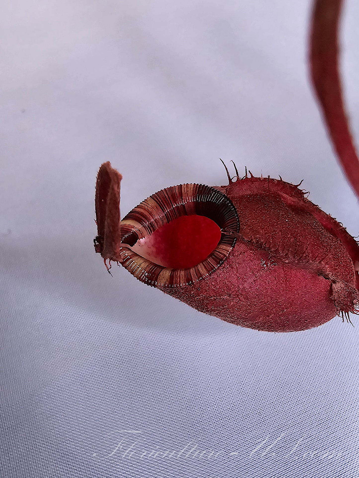 Nepenthes ‘Black Miracle’, Pitcher Plant, Live Plant, Carnivorous Plant