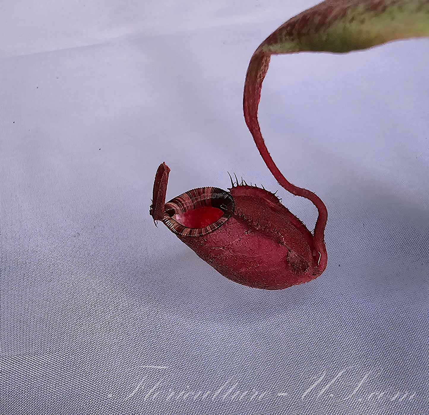 Nepenthes ‘Black Miracle’, Pitcher Plant, Live Plant, Carnivorous Plant