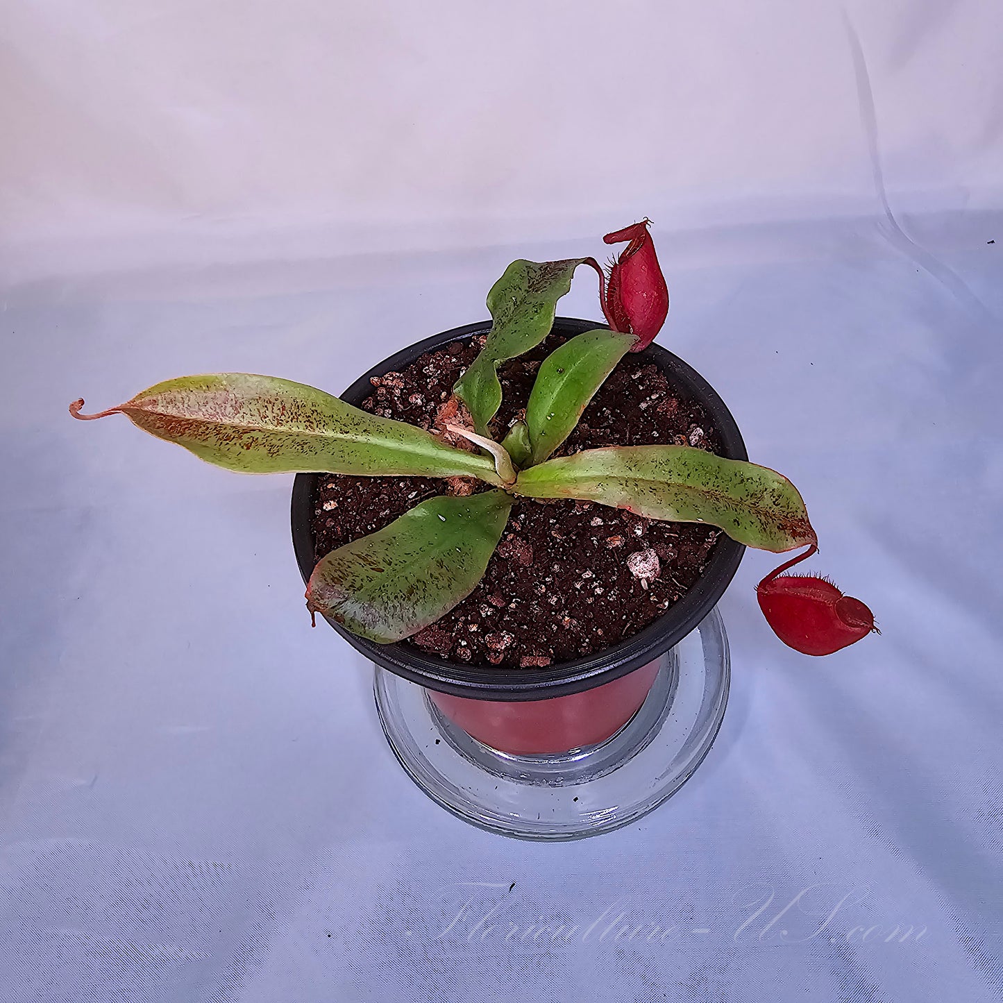 Nepenthes ‘Black Miracle’, Pitcher Plant, Live Plant, Carnivorous Plant