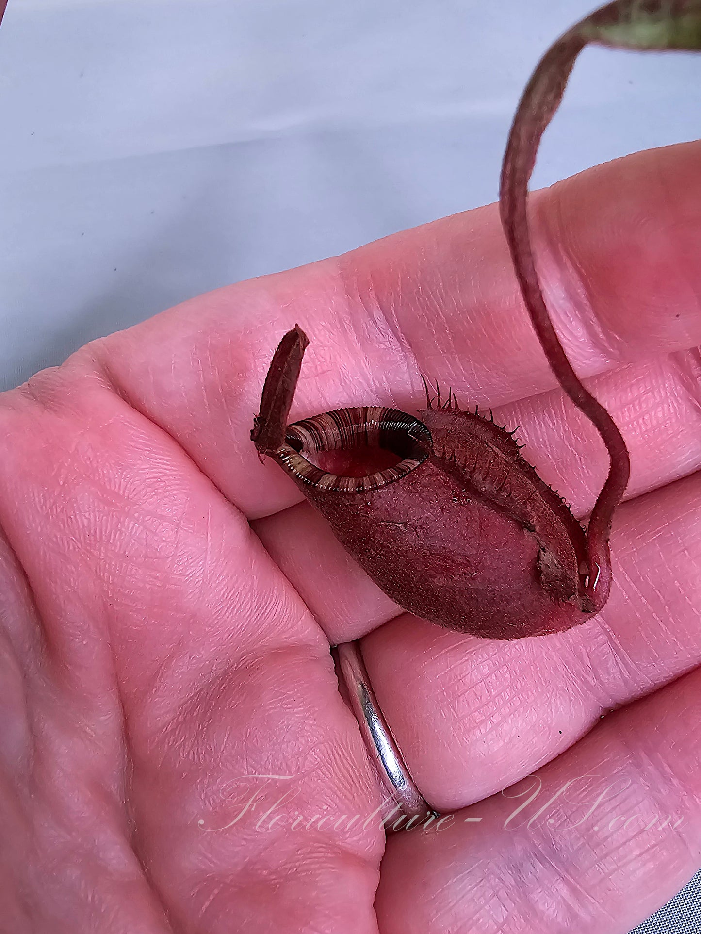 Nepenthes ‘Black Miracle’, Pitcher Plant, Live Plant, Carnivorous Plant