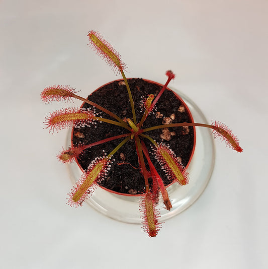 Drosera Capensis "Red", Live Plant, Sundew, Carnivorous Plant