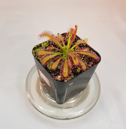 Drosera Capensis x Spatulata, Live Plant, Sundew, Carnivorous Plant