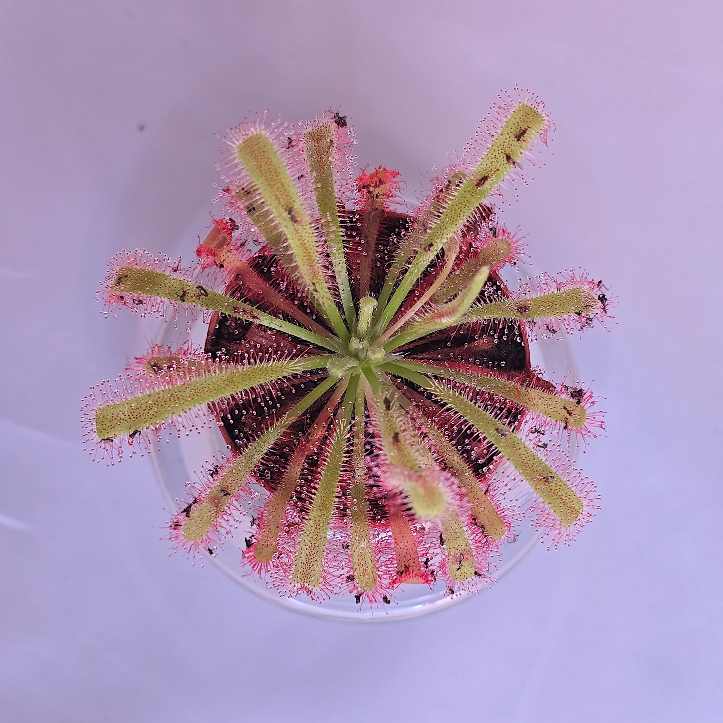 Drosera Capensis x Spatulata, Live Plant, Sundew, Carnivorous Plant