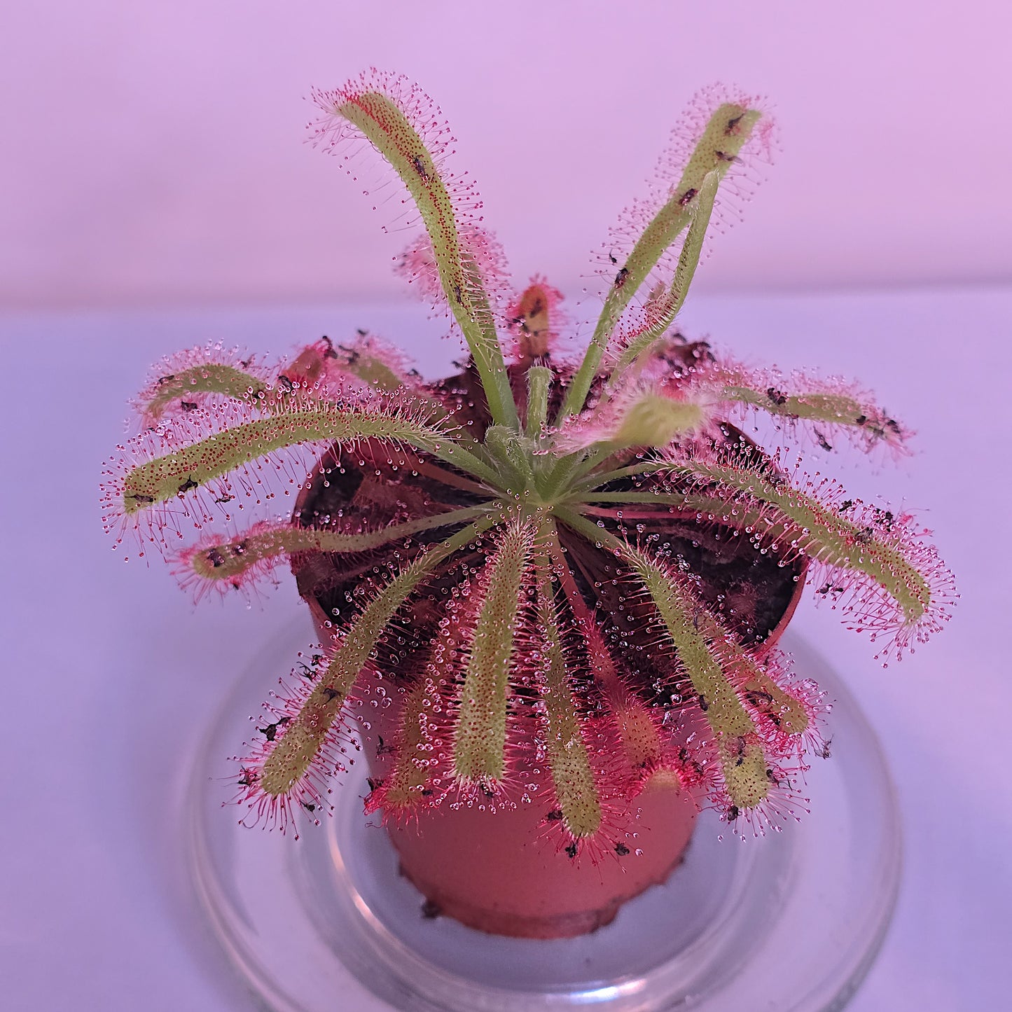 Drosera Capensis x Spatulata, Live Plant, Sundew, Carnivorous Plant