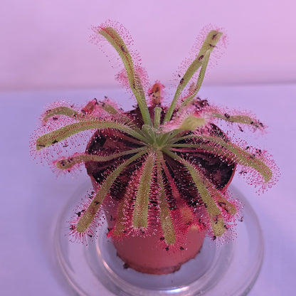 Drosera Capensis x Spatulata, Live Plant, Sundew, Carnivorous Plant