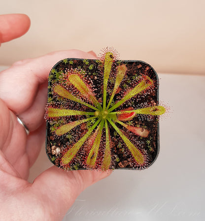 Drosera Capensis x Spatulata, Live Plant, Sundew, Carnivorous Plant