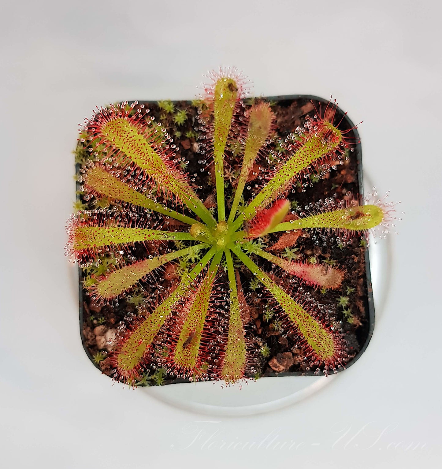 Drosera Capensis x Spatulata, Live Plant, Sundew, Carnivorous Plant