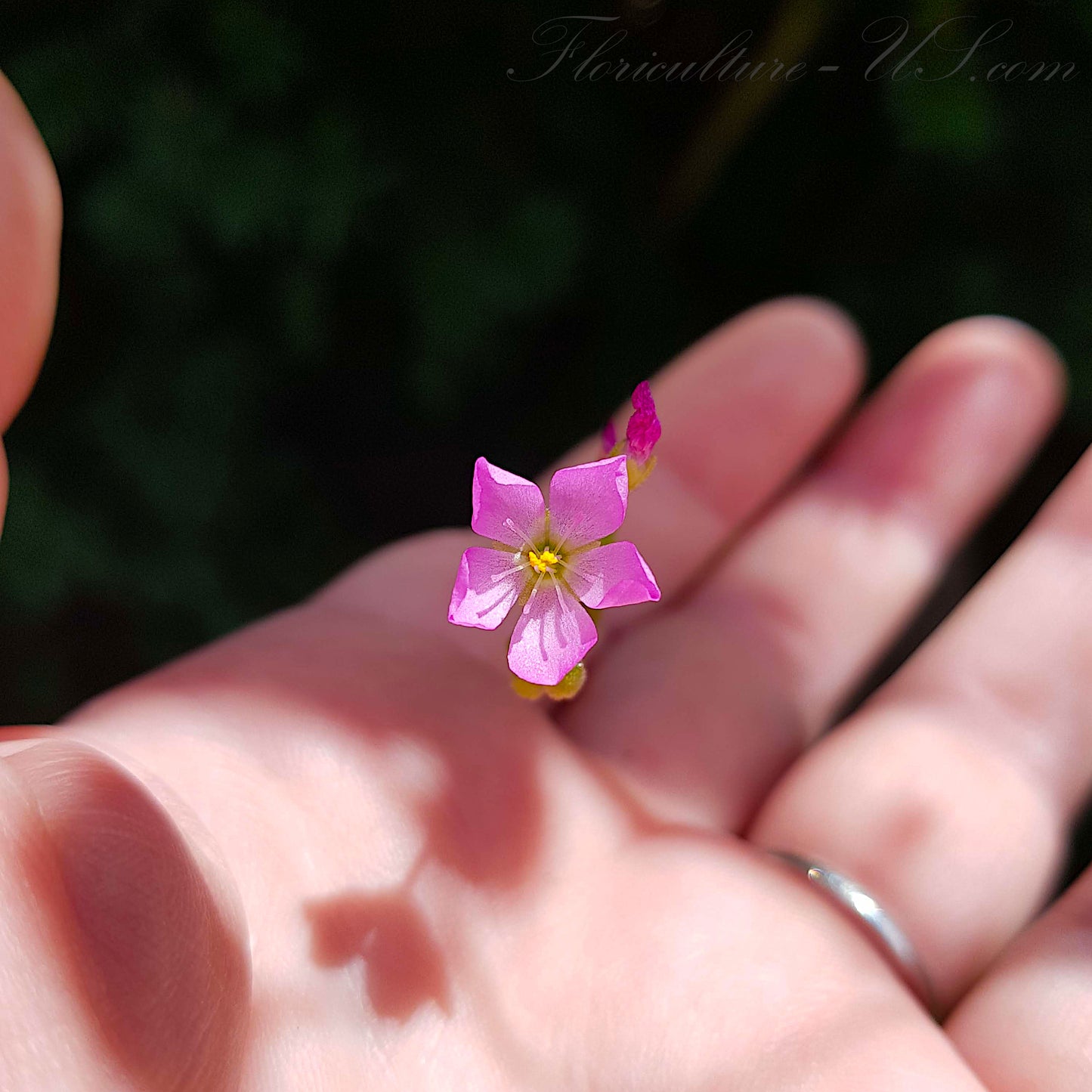 Drosera Capensis x Spatulata, Live Plant, Sundew, Carnivorous Plant