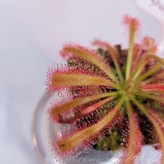 Drosera Capensis x Spatulata, Live Plant, Sundew, Carnivorous Plant