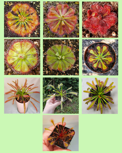 Carnivorous Plants Sundew Seeds Mix or sale