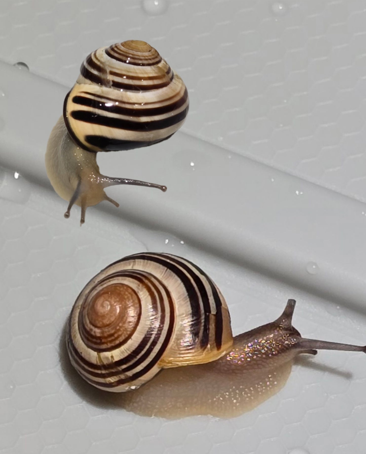 Two grove snails for sale.