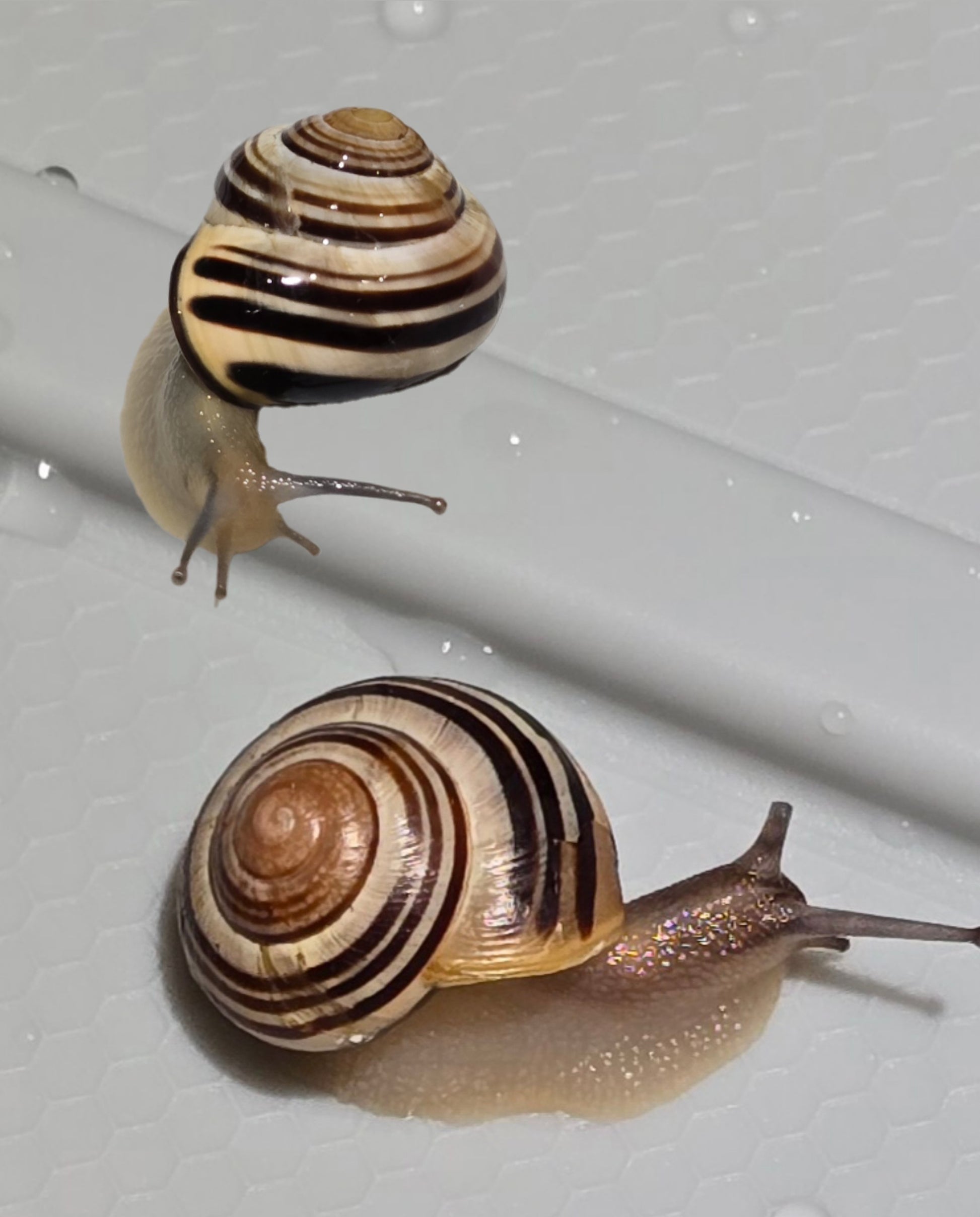 Two grove snails for sale.