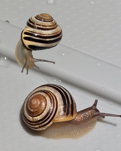 Two grove snails for sale.